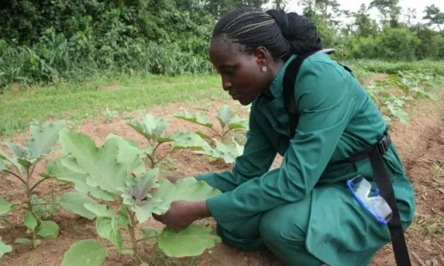 Food and Nutrition Security